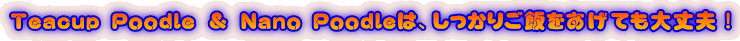 Teacup Poodle & Nano Poodleは、しっかりご飯をあげても大丈夫!